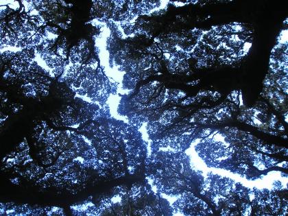 img0099.jpg
